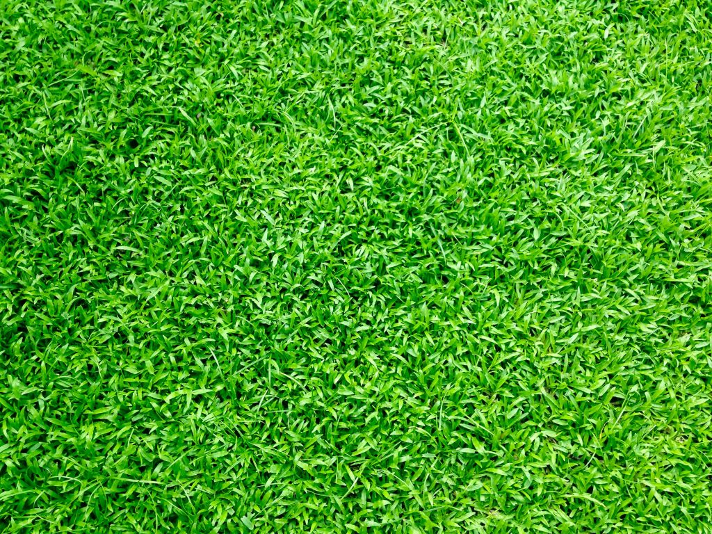 img data-src="realestatephotoediting.jpg" alt="beautiful morning grass texture"